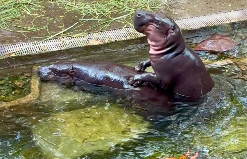 เปิดภาพล่าสุด "หมูตุ๋น-หมูมะนาว" ทำคนมุงดูเป็นร้อย งานนี้หมูเด้งยิ้มเมื่ออายุ 1 ปี